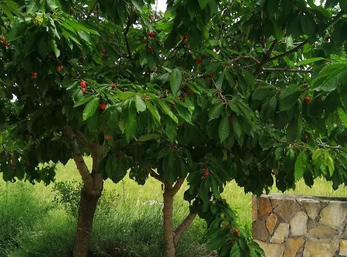 Legacy Villa Krusvar